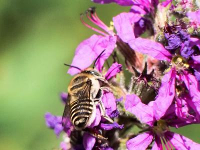  Megachile pilidens Alfken, 1924