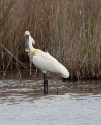 Spatule blanche Platalea leucorodia Linnaeus, 1758