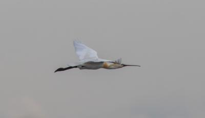 Spatule blanche Platalea leucorodia Linnaeus, 1758