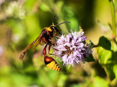  Delta unguiculatum (Villers, 1789)
