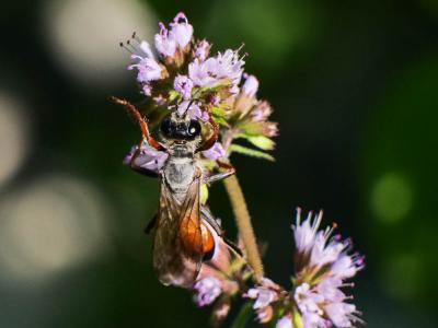  Sphex flavipennis Fabricius, 1793