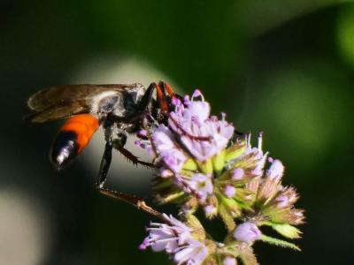  Sphex flavipennis Fabricius, 1793