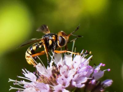  Conops insignis Loew, 1848
