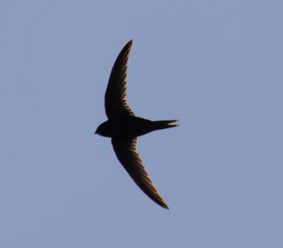 Martinet noir Apus apus (Linnaeus, 1758)