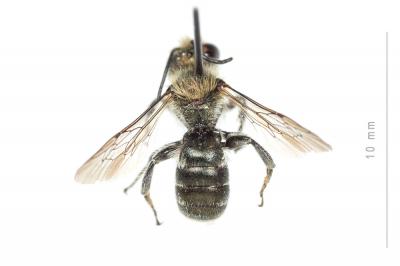 Osmia cephalotes Morawitz, 1870