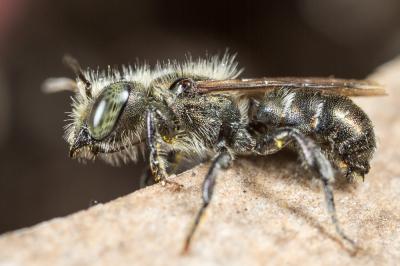  Osmia cephalotes Morawitz, 1870