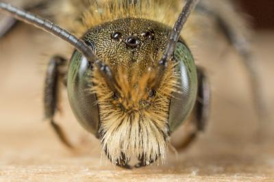  Osmia cephalotes Morawitz, 1870