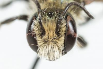  Osmia cephalotes Morawitz, 1870