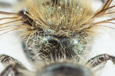  Osmia cephalotes Morawitz, 1870