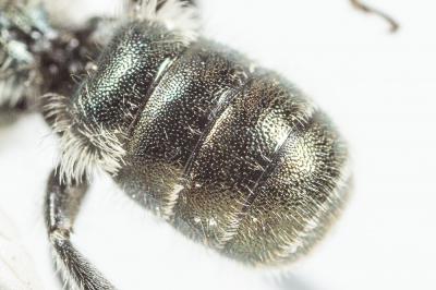  Osmia cephalotes Morawitz, 1870