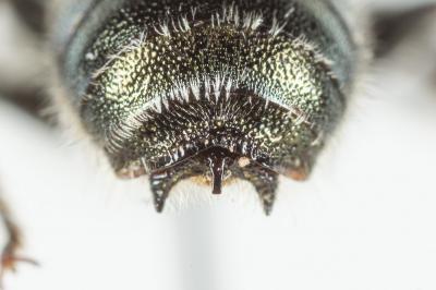  Osmia cephalotes Morawitz, 1870