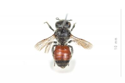  Osmia andrenoides Spinola, 1808