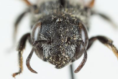  Osmia andrenoides Spinola, 1808