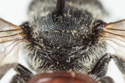  Osmia andrenoides Spinola, 1808