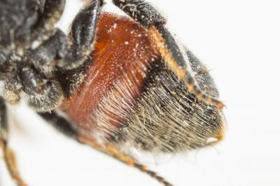  Osmia andrenoides Spinola, 1808
