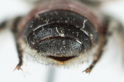  Osmia andrenoides Spinola, 1808