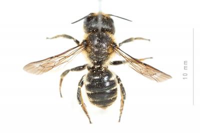  Osmia dimidiata Morawitz, 1870