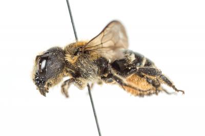  Osmia dimidiata Morawitz, 1870
