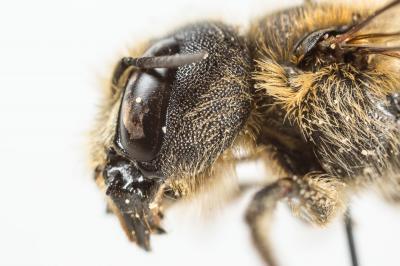  Osmia dimidiata Morawitz, 1870