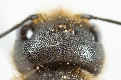  Osmia dimidiata Morawitz, 1870