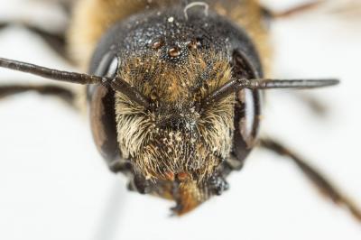  Osmia dimidiata Morawitz, 1870