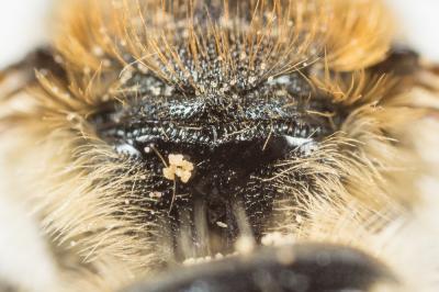  Osmia dimidiata Morawitz, 1870