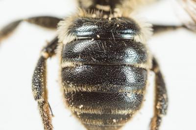  Osmia dimidiata Morawitz, 1870