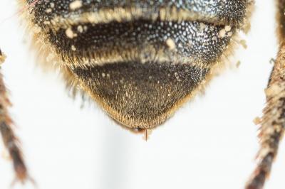  Osmia dimidiata Morawitz, 1870