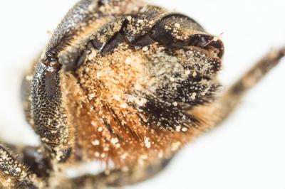  Osmia dimidiata Morawitz, 1870