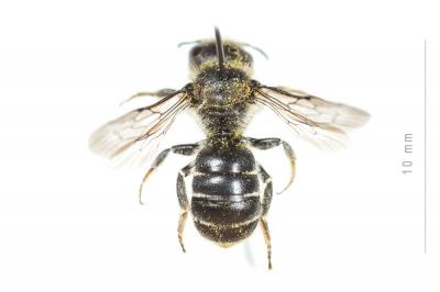  Osmia ligurica Morawitz, 1868
