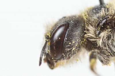  Osmia ligurica Morawitz, 1868