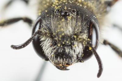  Osmia ligurica Morawitz, 1868