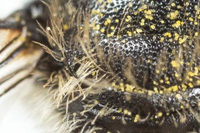  Osmia ligurica Morawitz, 1868