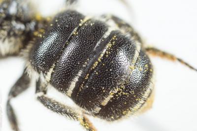 Osmia ligurica Morawitz, 1868