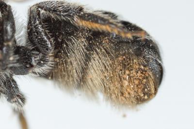  Osmia ligurica Morawitz, 1868