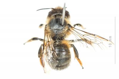  Osmia emarginata Lepeletier, 1841