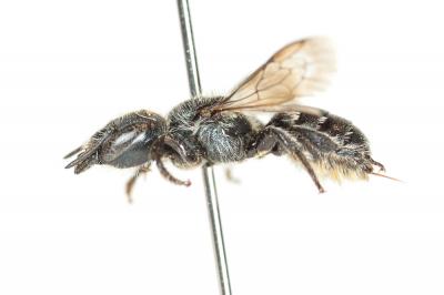  Osmia gallarum Spinola, 1808