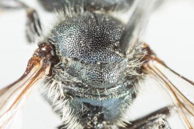  Osmia gallarum Spinola, 1808