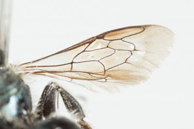  Osmia gallarum Spinola, 1808