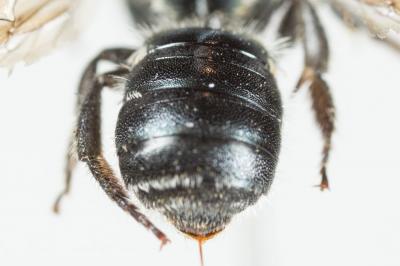  Osmia gallarum Spinola, 1808