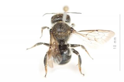  Osmia labialis Pérez, 1879