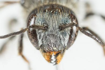  Osmia labialis Pérez, 1879
