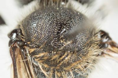  Osmia labialis Pérez, 1879