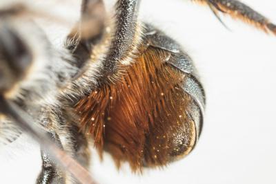  Osmia labialis Pérez, 1879