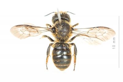  Osmia leaiana (Kirby, 1802)