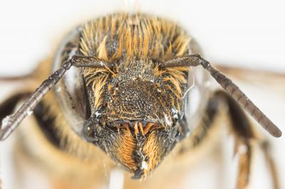  Osmia leaiana (Kirby, 1802)