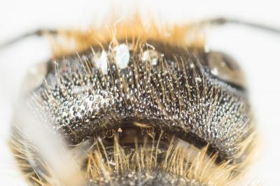  Osmia leaiana (Kirby, 1802)