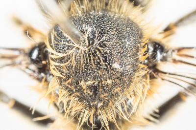  Osmia leaiana (Kirby, 1802)