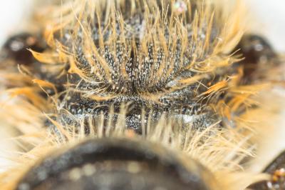  Osmia leaiana (Kirby, 1802)