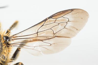  Osmia leaiana (Kirby, 1802)